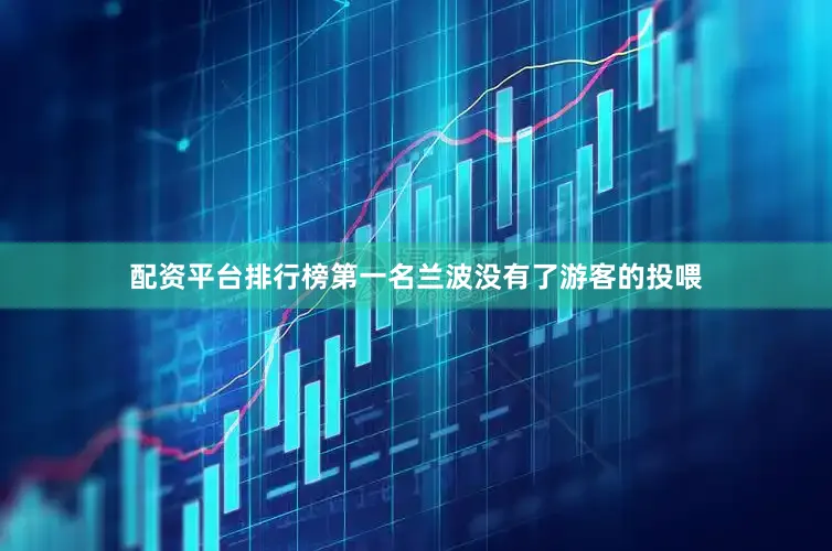 配资平台排行榜第一名兰波没有了游客的投喂